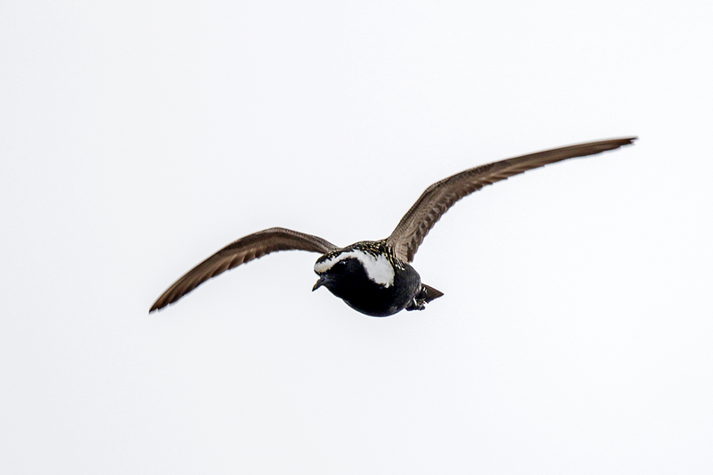 American Golden-Plover