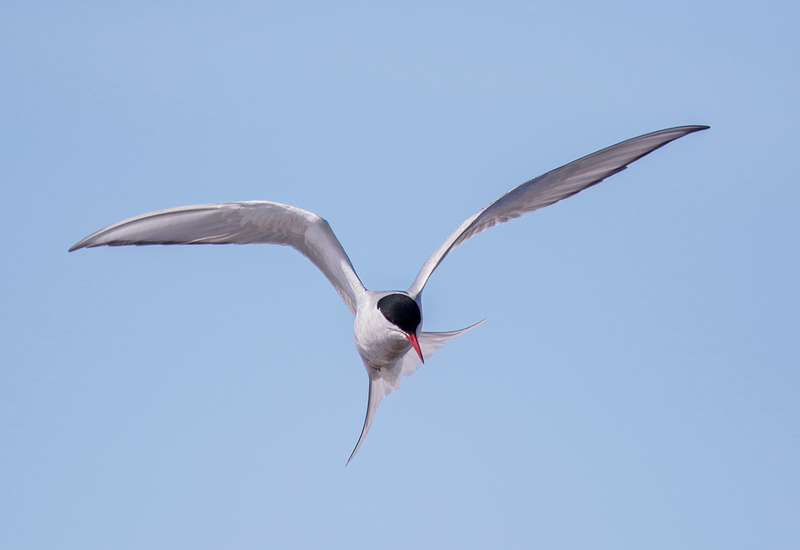 Arctic Tern