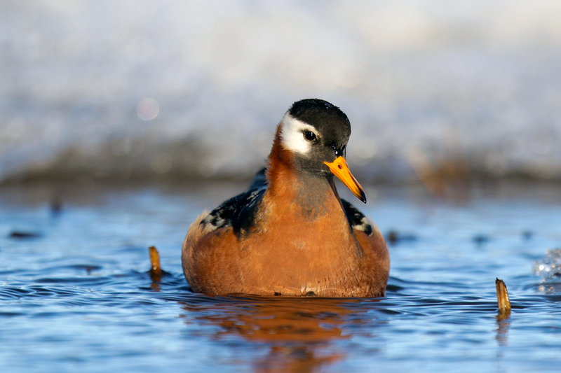 Red Phalarope