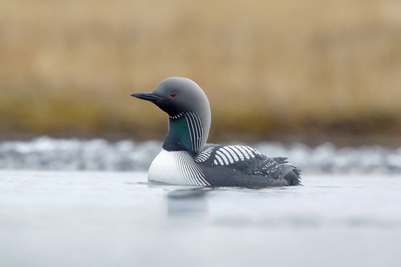 Pacific Loon