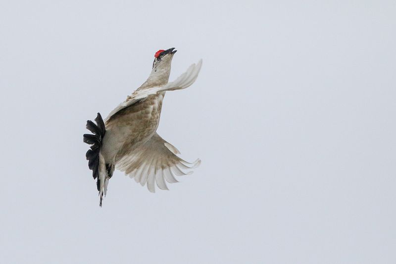 Rock Ptarmigan