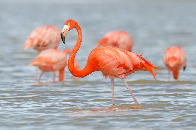 American Flamingo
