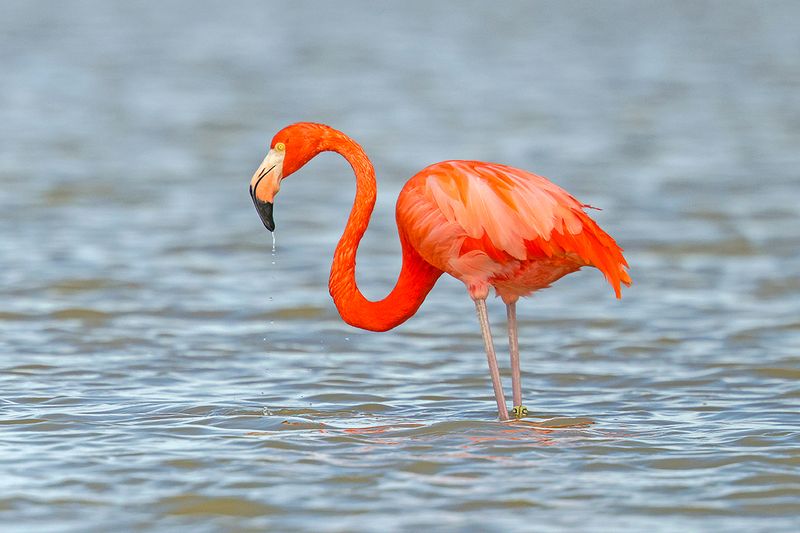 American Flamingo