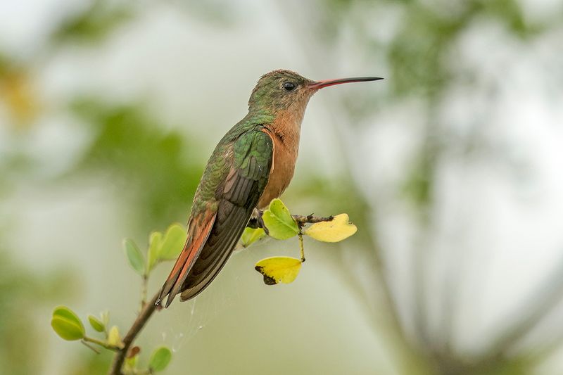 Cinnamon Hummingbird