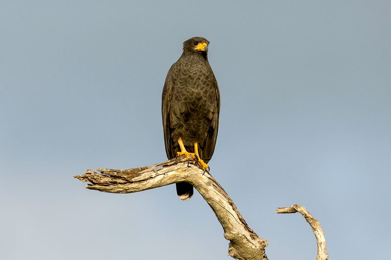 Common Black Hawk