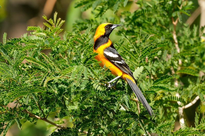 Hooded Oriole