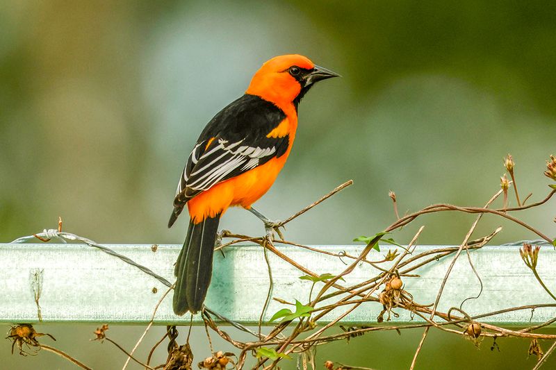Altamira Oriole