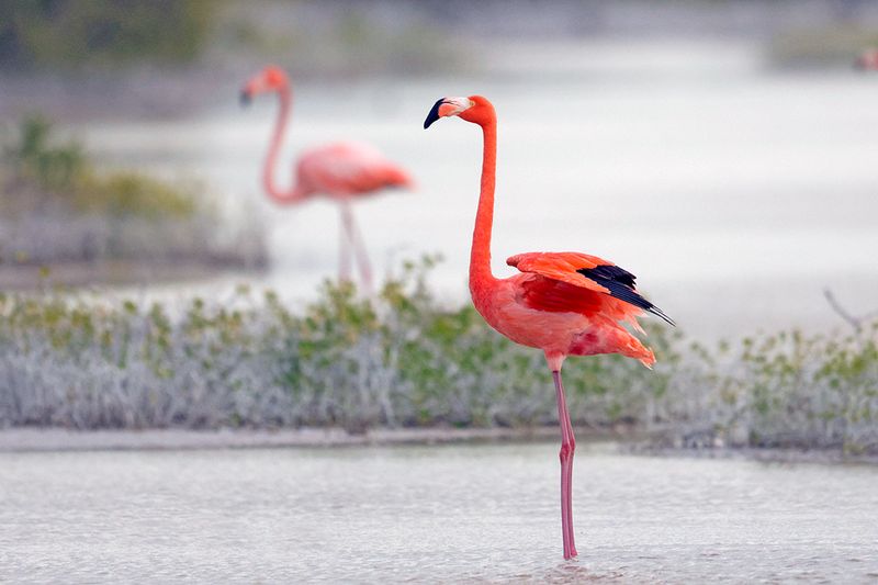 Favorites Birds & Animals