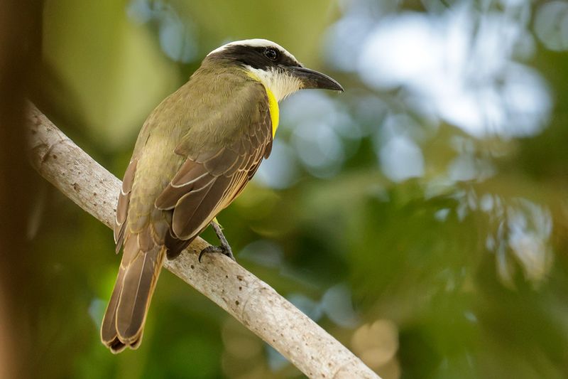 Boat-billied Flycatcher