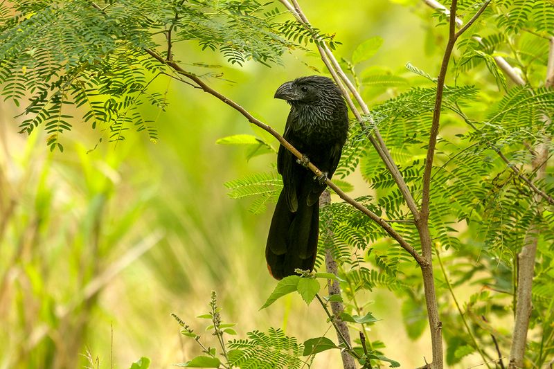 Groove-billed Ani