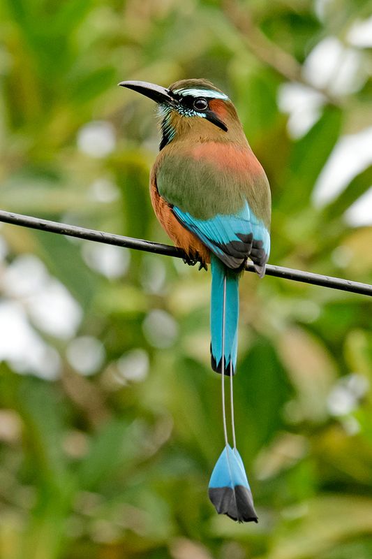 Turquoised-browed Motmot