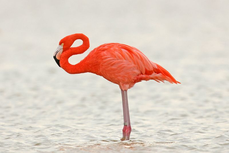 American Flamingo