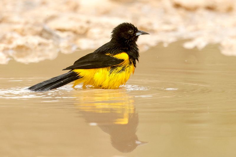 Black-cowled Oriole