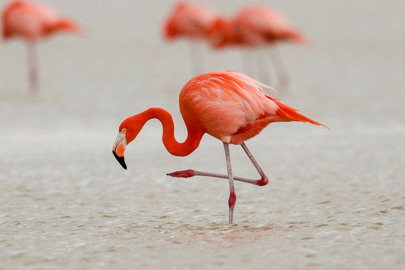 American Flamingo