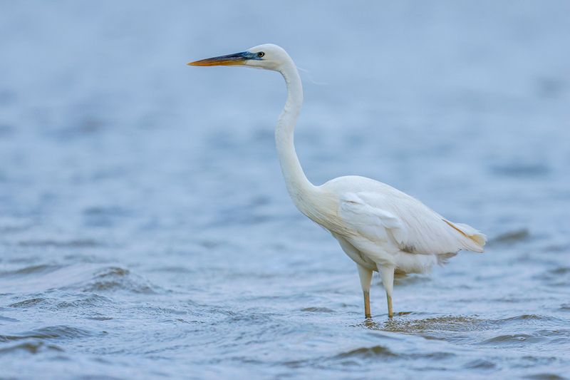 Great Blue Heron (White Morph)