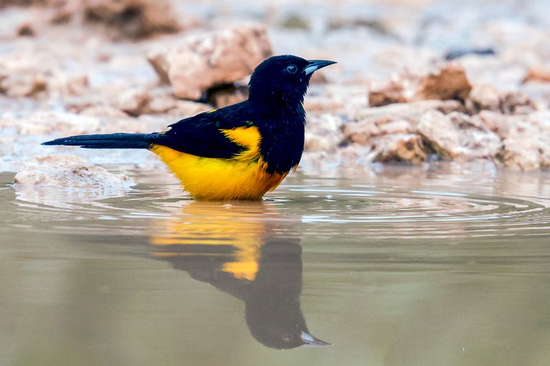 Black-cowled Oriole