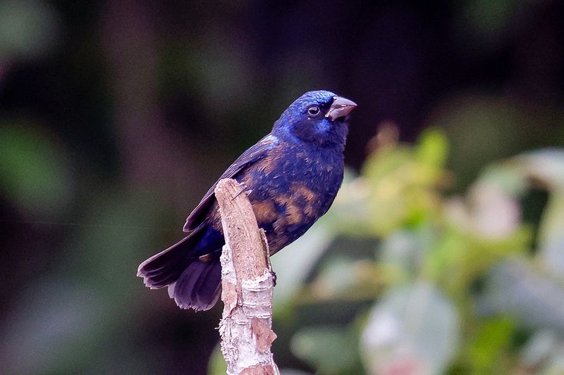 Blue Bunting