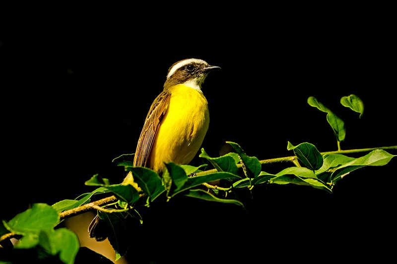 Social Flycatcher