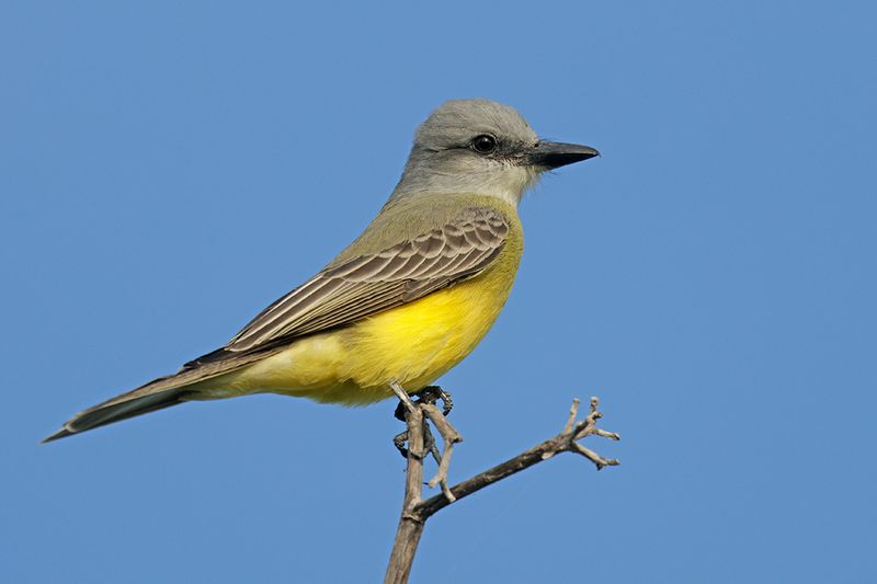 Tropical Kingbird