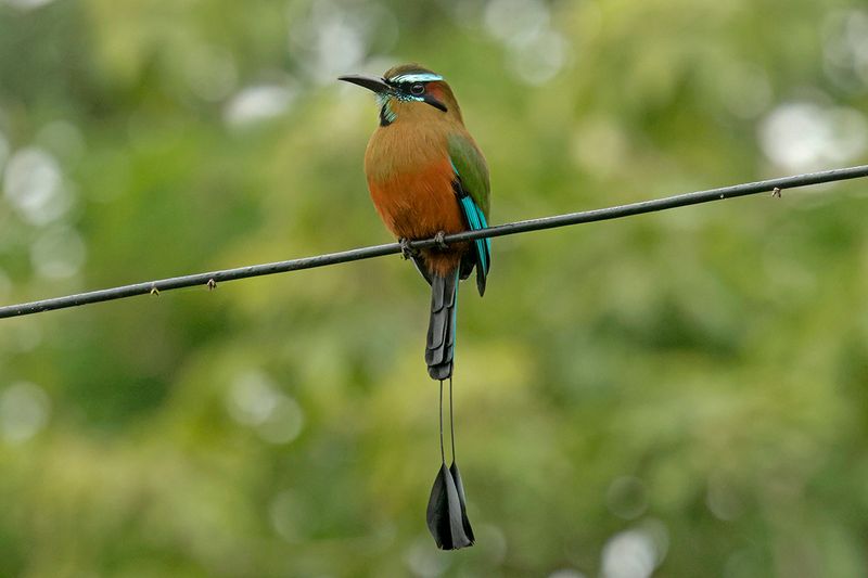 Turquoise-browed Motmot