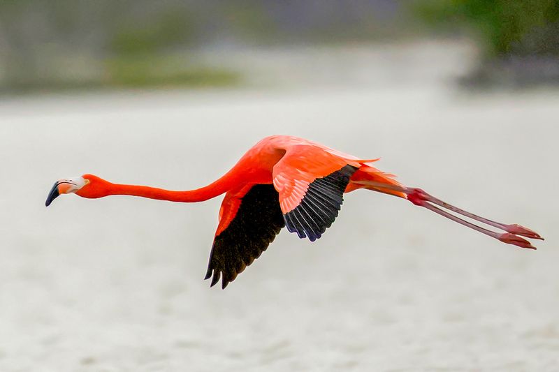 Favorites Birds & Animals