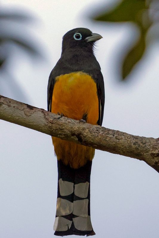 Black-headed Trogon