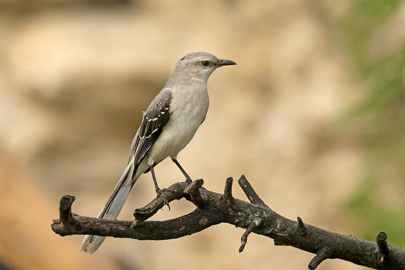 Tropical Mockingbird