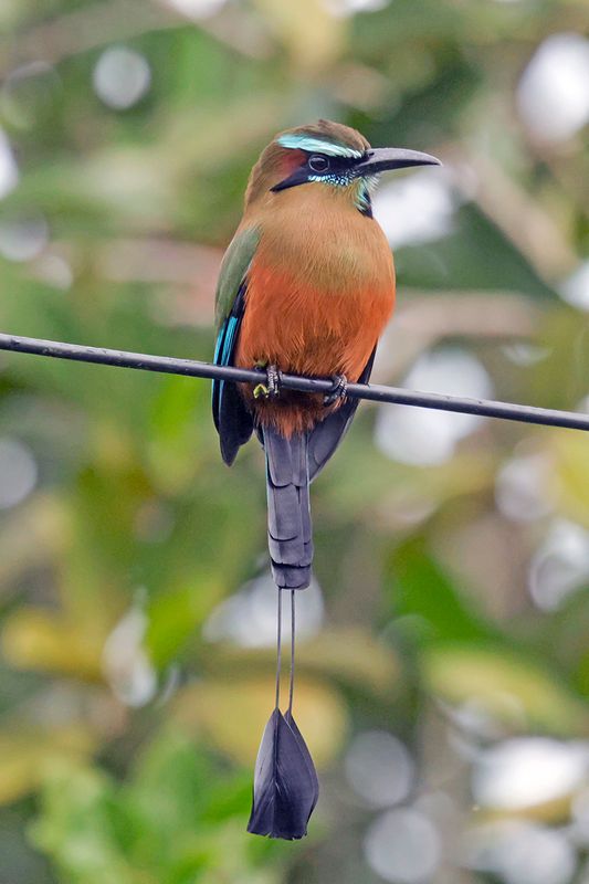 Turquoise-browed Motmot