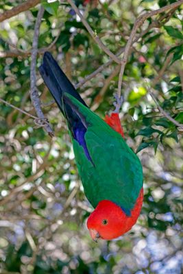 Australian King-Parrot