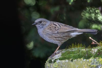 Dunnock