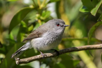 Grey Greygone/Grey Warbler