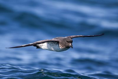 Cape Petrel