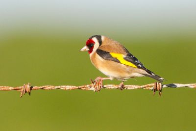 European Goldfinch