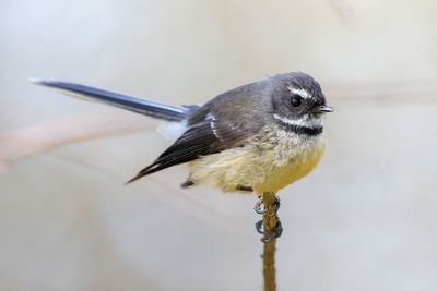 New Zealand Fantail