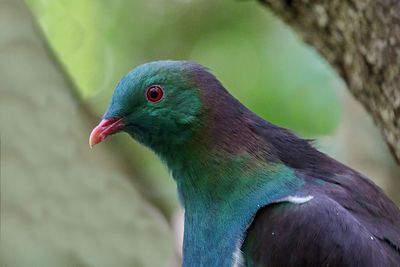 New Zealand Pigeon