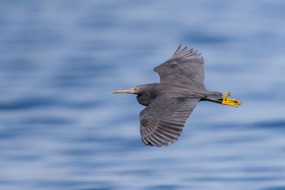 Pacific Reef Heron