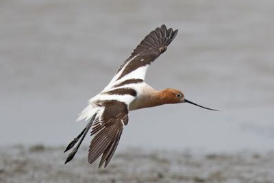 American Avocet