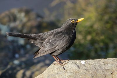 Eurasian Blackbird