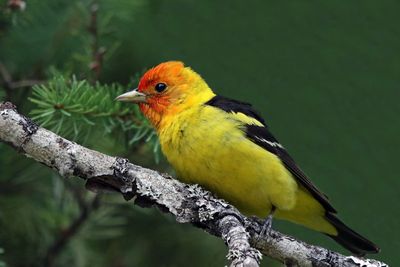 Western Tanager