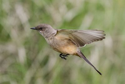 Say's Phoebe