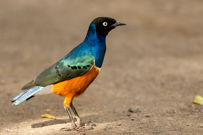 Superb Starling 