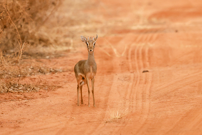 Kirk's Dik-dik