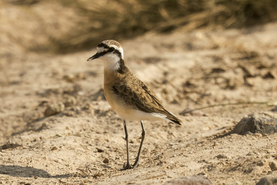 Kittlitz's Plover