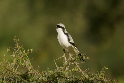 Gray-backed Fiscal