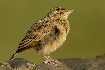 Rufous-naped Lark