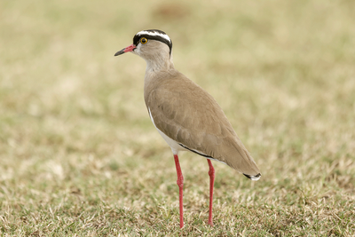 Crowned Lapwing