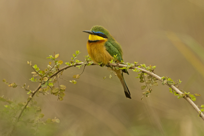 Little Bee-eater