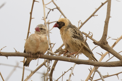 Red-billed Quelea