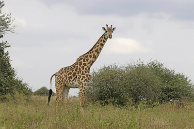 Giraffe