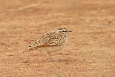 Fawn-colored Lark